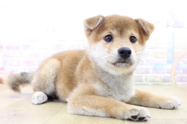 青森県の柴犬(標準サイズ) (Coo&RIKU八戸店/2025年6月15日生まれ/男の子/赤)の子犬の3枚目の画像