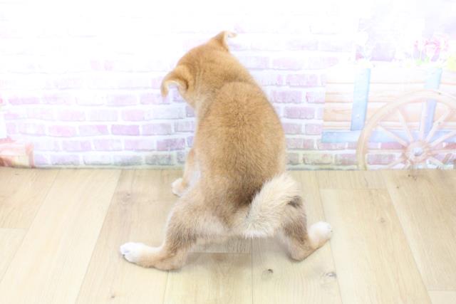 青森県の柴犬(標準サイズ) (Coo&RIKU八戸店/2025年6月15日生まれ/男の子/赤)の子犬の4枚目の画像