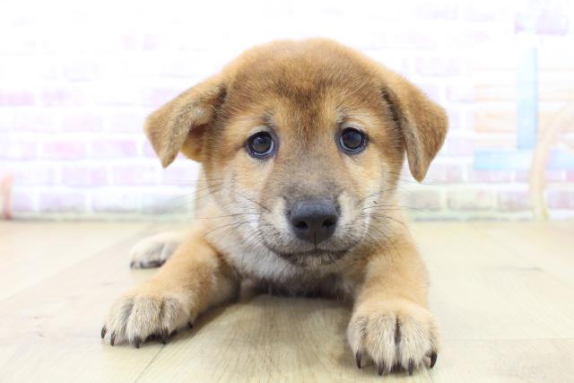 宮城県の柴犬(標準サイズ) (Coo&RIKUイオンタウン古川店/2025年6月15日生まれ/男の子/赤)の子犬の1枚目の画像