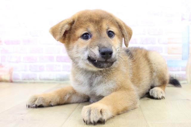 宮城県の柴犬(標準サイズ) (Coo&RIKUイオンタウン古川店/2025年6月15日生まれ/男の子/赤)の子犬の2枚目の画像