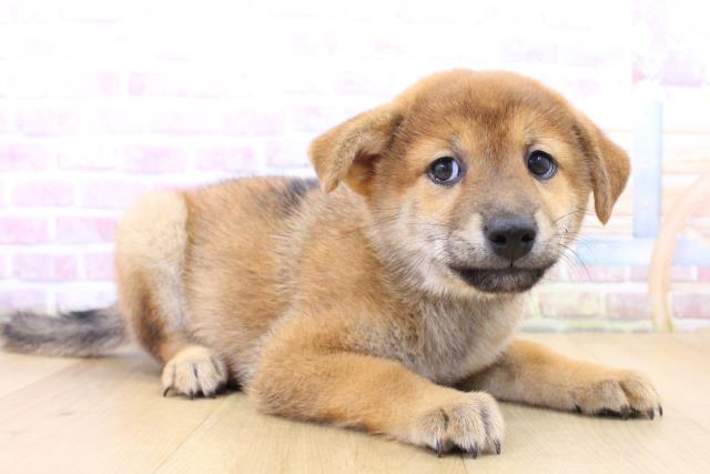 宮城県の柴犬(標準サイズ) (Coo&RIKUイオンタウン古川店/2025年6月15日生まれ/男の子/赤)の子犬の3枚目の画像