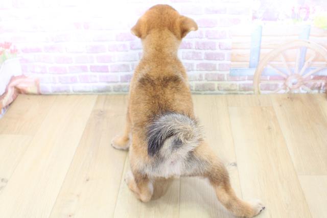 宮城県の柴犬(標準サイズ) (Coo&RIKUイオンタウン古川店/2025年6月15日生まれ/男の子/赤)の子犬の4枚目の画像