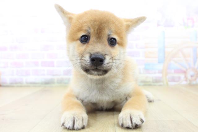 岩手県の柴犬(標準サイズ) (Coo&RIKU一関店/2025年6月15日生まれ/男の子/赤)の子犬の1枚目の画像