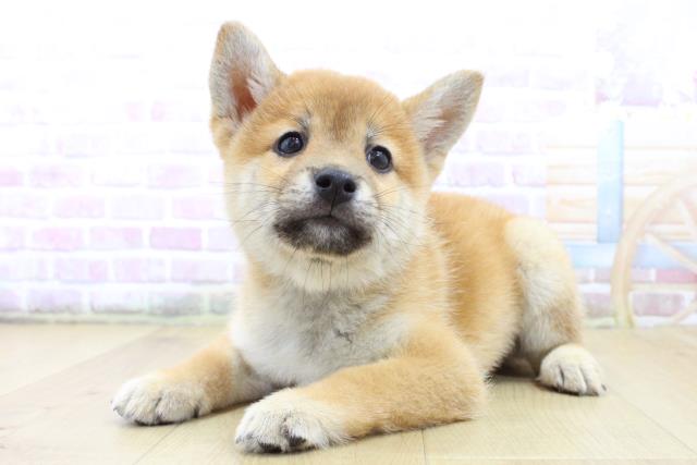 岩手県の柴犬(標準サイズ) (Coo&RIKU一関店/2025年6月15日生まれ/男の子/赤)の子犬の2枚目の画像