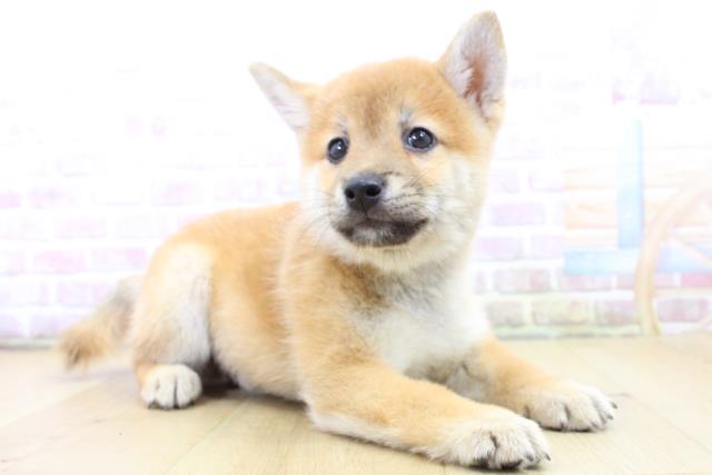 岩手県の柴犬(標準サイズ) (Coo&RIKU一関店/2025年6月15日生まれ/男の子/赤)の子犬の3枚目の画像