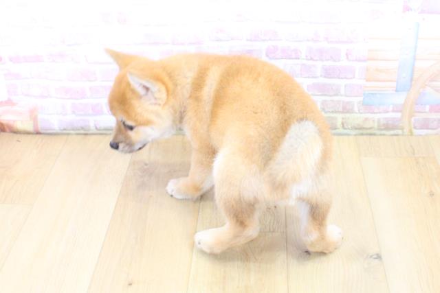 岩手県の柴犬(標準サイズ) (Coo&RIKU一関店/2025年6月15日生まれ/男の子/赤)の子犬の4枚目の画像