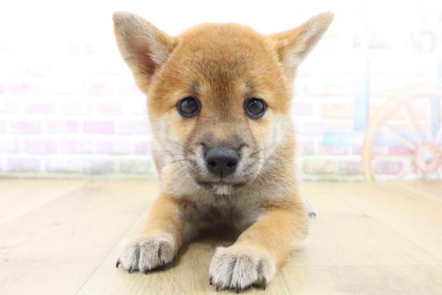宮城県の柴犬(標準サイズ) (Coo&RIKU仙台太白店/2025年6月15日生まれ/女の子/赤)の子犬の1枚目の画像