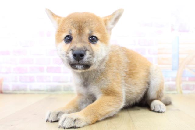 宮城県の柴犬(標準サイズ) (Coo&RIKU仙台太白店/2025年6月15日生まれ/女の子/赤)の子犬の2枚目の画像