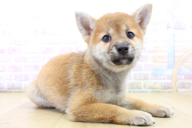 宮城県の柴犬(標準サイズ) (Coo&RIKU仙台太白店/2025年6月15日生まれ/女の子/赤)の子犬の3枚目の画像