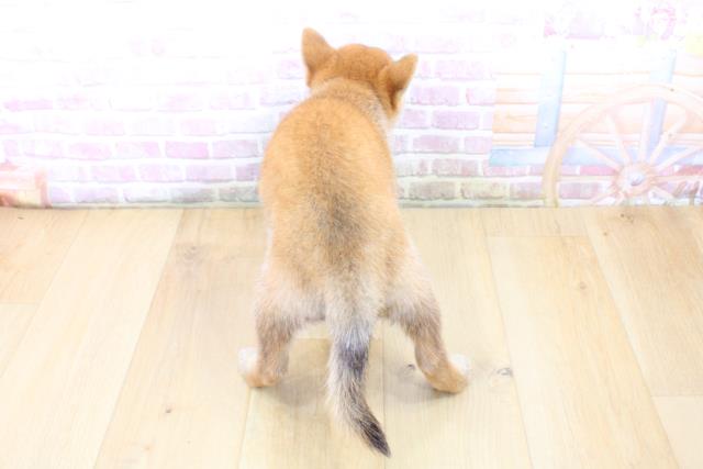 宮城県の柴犬(標準サイズ) (Coo&RIKU仙台太白店/2025年6月15日生まれ/女の子/赤)の子犬の4枚目の画像