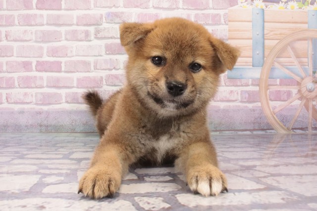 大阪府の柴犬(標準サイズ) (Coo&RIKU枚方店/2025年6月15日生まれ/女の子/赤)の子犬の1枚目の画像