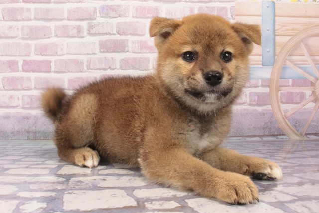 大阪府の柴犬(標準サイズ) (Coo&RIKU枚方店/2025年6月15日生まれ/女の子/赤)の子犬の2枚目の画像