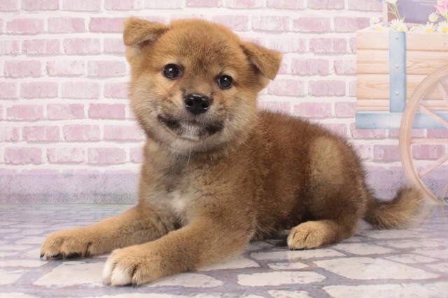 大阪府の柴犬(標準サイズ) (Coo&RIKU枚方店/2025年6月15日生まれ/女の子/赤)の子犬の3枚目の画像
