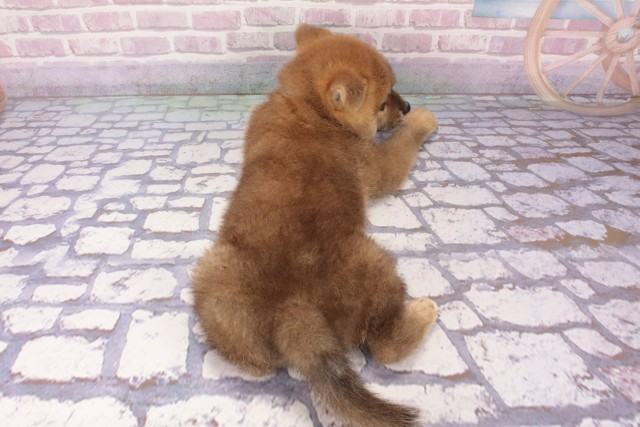 大阪府の柴犬(標準サイズ) (Coo&RIKU枚方店/2025年6月15日生まれ/女の子/赤)の子犬の4枚目の画像