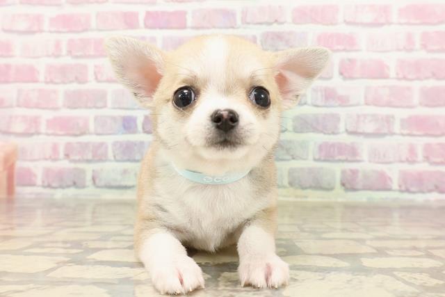 埼玉県のチワワ(スムース) (Coo&RIKU桶川店/2025年6月15日生まれ/男の子/フォーンホワイト)の子犬の1枚目の画像