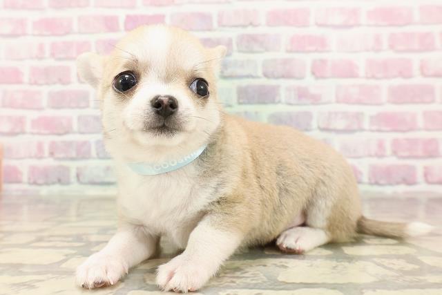 埼玉県のチワワ(スムース) (Coo&RIKU桶川店/2025年6月15日生まれ/男の子/フォーンホワイト)の子犬の2枚目の画像