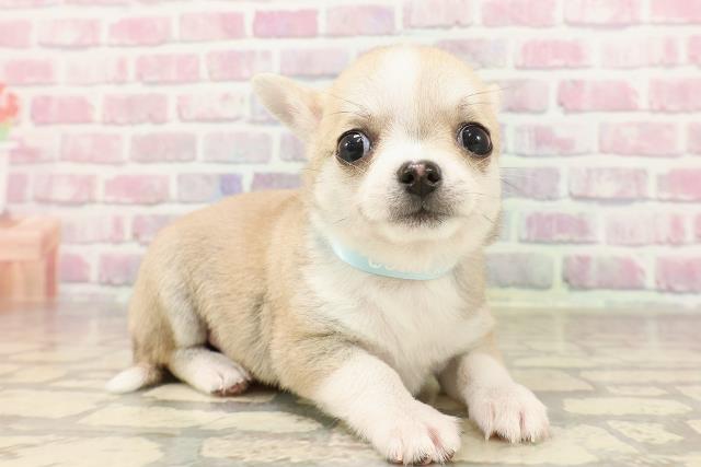 埼玉県のチワワ(スムース) (Coo&RIKU桶川店/2025年6月15日生まれ/男の子/フォーンホワイト)の子犬の3枚目の画像