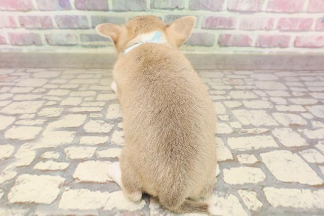 埼玉県のチワワ(スムース) (Coo&RIKU桶川店/2025年6月15日生まれ/男の子/フォーンホワイト)の子犬の4枚目の画像