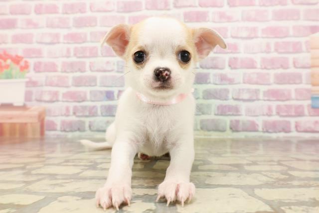 栃木県のチワワ(スムース) (Coo&RIKU足利店/2025年6月15日生まれ/女の子/ホワイトレッド)の子犬の1枚目の画像