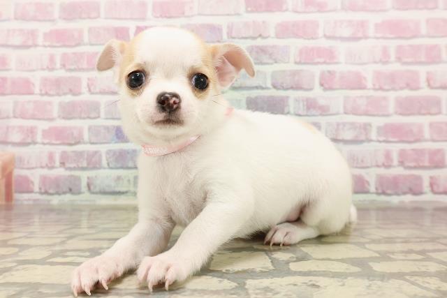 栃木県のチワワ(スムース) (Coo&RIKU足利店/2025年6月15日生まれ/女の子/ホワイトレッド)の子犬の2枚目の画像