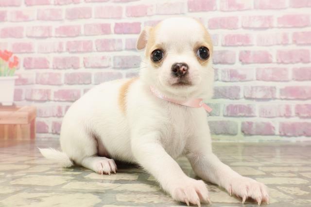 栃木県のチワワ(スムース) (Coo&RIKU足利店/2025年6月15日生まれ/女の子/ホワイトレッド)の子犬の3枚目の画像
