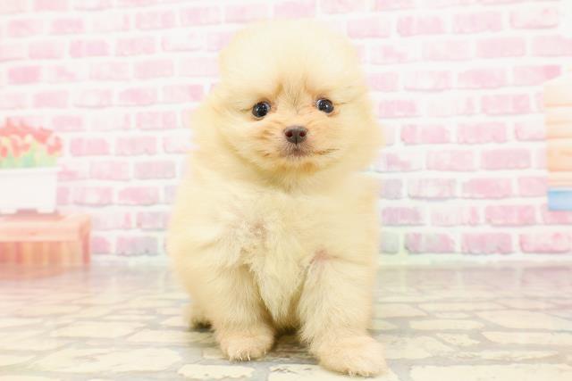 神奈川県のポメラニアン (Coo&RIKU横浜青葉店/2025年6月14日生まれ/女の子/クリーム)の子犬の1枚目の画像