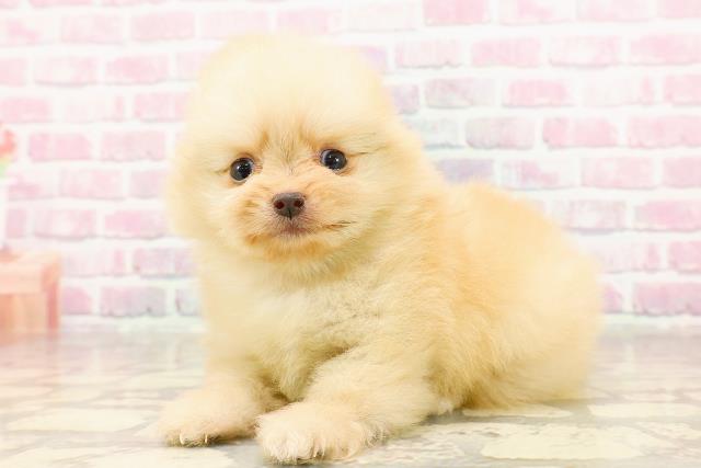 神奈川県のポメラニアン (Coo&RIKU横浜青葉店/2025年6月14日生まれ/女の子/クリーム)の子犬の2枚目の画像