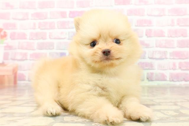 神奈川県のポメラニアン (Coo&RIKU横浜青葉店/2025年6月14日生まれ/女の子/クリーム)の子犬の3枚目の画像