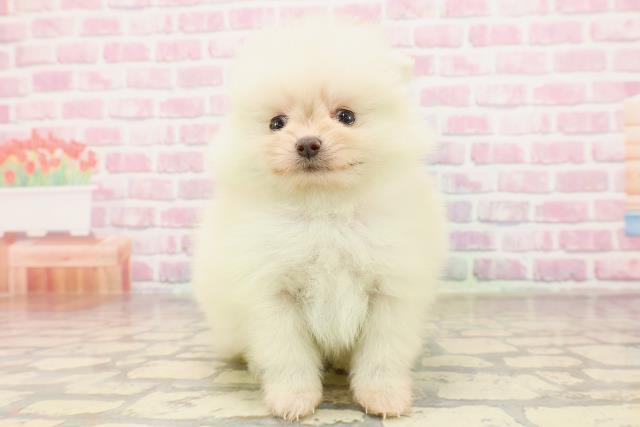 千葉県のポメラニアン (Coo&RIKU若葉都賀店/2025年6月14日生まれ/女の子/クリーム)の子犬の1枚目の画像