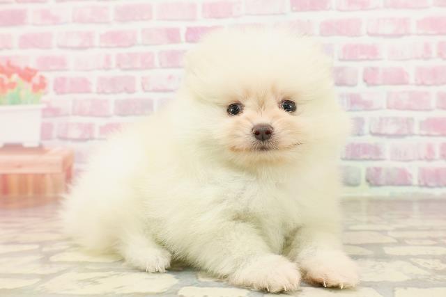 千葉県のポメラニアン (Coo&RIKU若葉都賀店/2025年6月14日生まれ/女の子/クリーム)の子犬の3枚目の画像