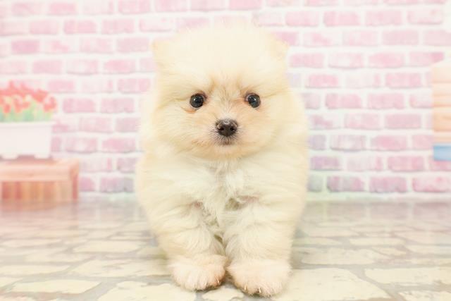 埼玉県のポメラニアン (Coo&RIKU岩槻店/2025年6月14日生まれ/女の子/クリーム)の子犬
