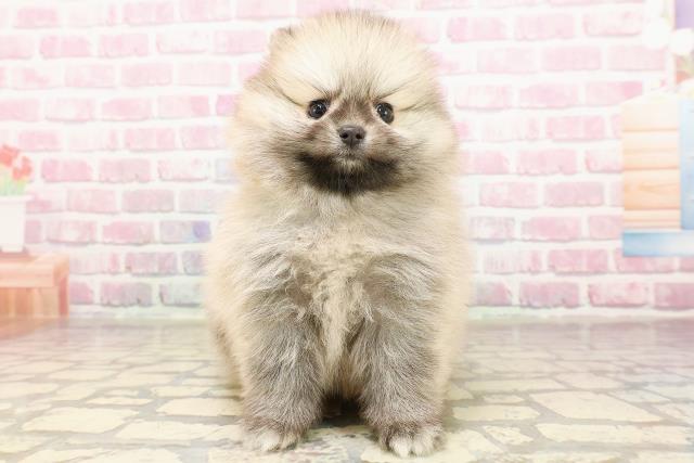 東京都のポメラニアン (Coo&RIKU大久保店/2025年6月12日生まれ/女の子/ウルフセーブル)の子犬の1枚目の画像
