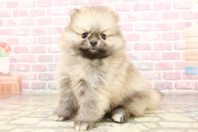 東京都のポメラニアン (Coo&RIKU大久保店/2025年6月12日生まれ/女の子/ウルフセーブル)の子犬の2枚目の画像