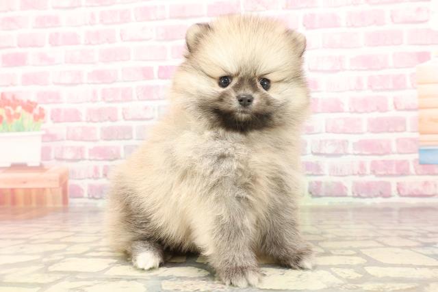 東京都のポメラニアン (Coo&RIKU大久保店/2025年6月12日生まれ/女の子/ウルフセーブル)の子犬の3枚目の画像