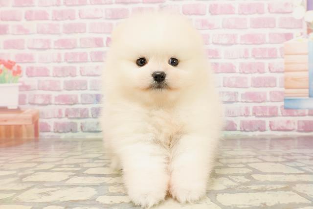 東京都のポメラニアン (Coo&RIKU広尾店/2025年6月12日生まれ/男の子/クリーム)の子犬