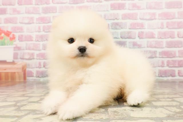 東京都のポメラニアン (Coo&RIKU広尾店/2025年6月12日生まれ/男の子/クリーム)の子犬の2枚目の画像