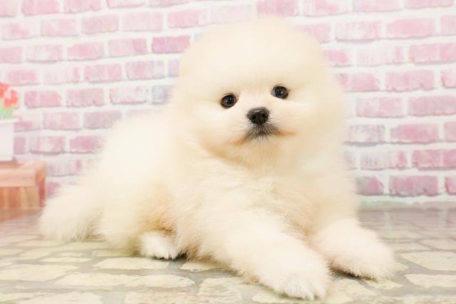 東京都のポメラニアン (Coo&RIKU広尾店/2025年6月12日生まれ/男の子/クリーム)の子犬の3枚目の画像