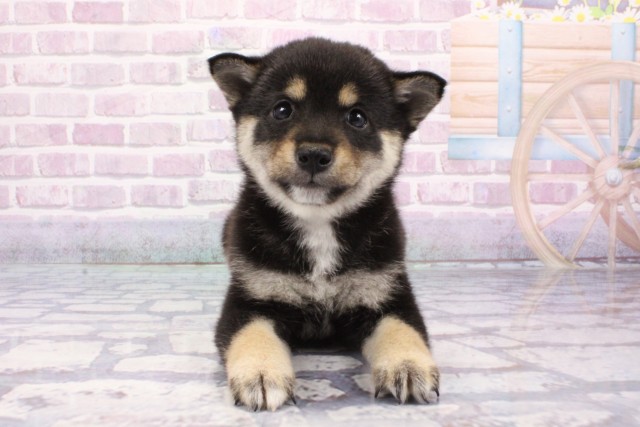 大阪府の豆柴 (Coo&RIKU和泉店/2025年6月14日生まれ/男の子/黒)の子犬