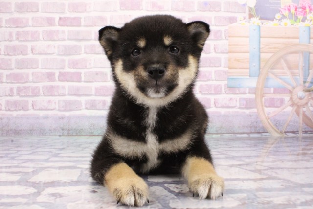 滋賀県の豆柴 (Coo&RIKU長浜店/2025年6月14日生まれ/男の子/黒)の子犬