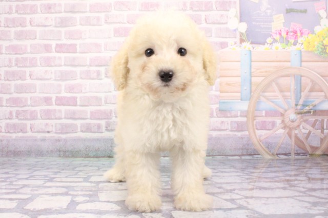 兵庫県のトイプードル(トイ) (Coo&RIKU姫路店/2025年6月13日生まれ/女の子/クリーム)の子犬の1枚目の画像