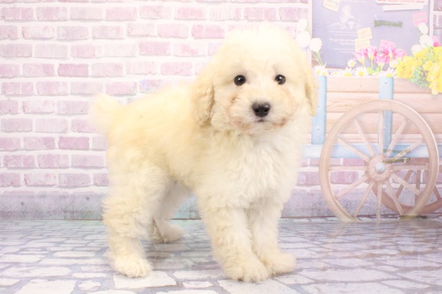 兵庫県のトイプードル(トイ) (Coo&RIKU姫路店/2025年6月13日生まれ/女の子/クリーム)の子犬の2枚目の画像