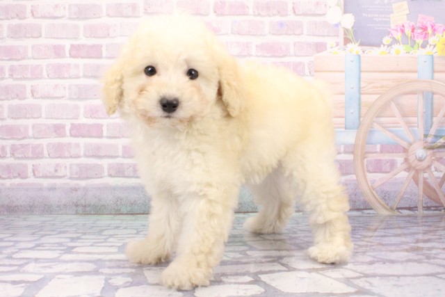 兵庫県のトイプードル(トイ) (Coo&RIKU姫路店/2025年6月13日生まれ/女の子/クリーム)の子犬の3枚目の画像