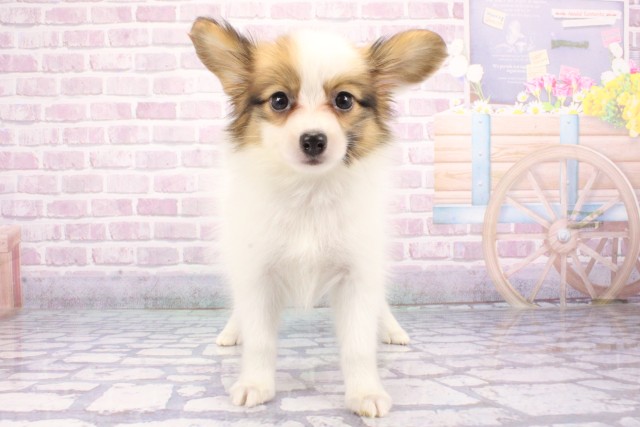 大阪府のパピヨン (Coo&RIKU寝屋川店/2025年6月10日生まれ/男の子/ホワイトセーブル)の子犬の1枚目の画像