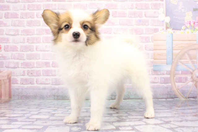 大阪府のパピヨン (Coo&RIKU寝屋川店/2025年6月10日生まれ/男の子/ホワイトセーブル)の子犬の3枚目の画像