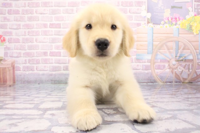 兵庫県のゴールデンレトリバー (Coo&RIKU明石店/2025年6月9日生まれ/男の子/ゴールド)の子犬の1枚目の画像
