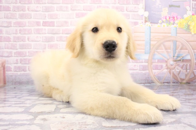 兵庫県のゴールデンレトリバー (Coo&RIKU明石店/2025年6月9日生まれ/男の子/ゴールド)の子犬の2枚目の画像