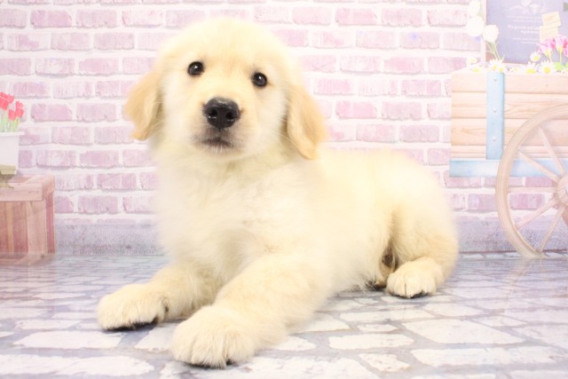 兵庫県のゴールデンレトリバー (Coo&RIKU明石店/2025年6月9日生まれ/男の子/ゴールド)の子犬の3枚目の画像