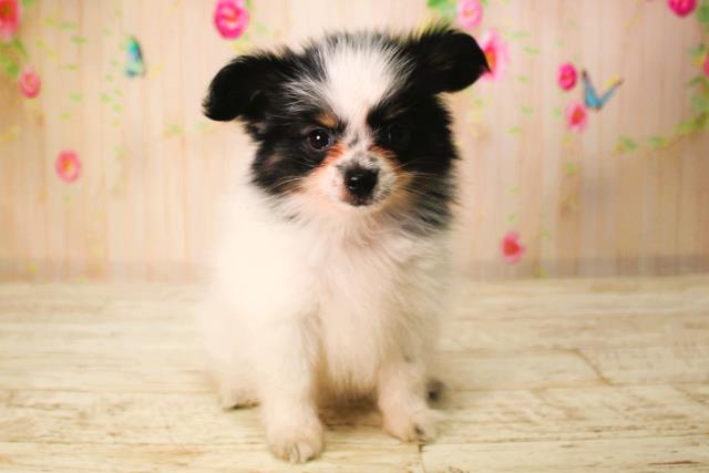 北海道のパピヨン (Coo&RIKU帯広店/2025年6月9日生まれ/女の子/トライカラー)の子犬