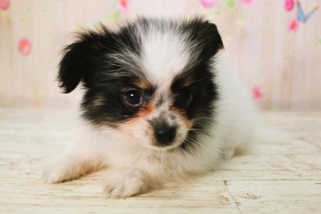 北海道のパピヨン (Coo&RIKU帯広店/2025年6月9日生まれ/女の子/トライカラー)の子犬の2枚目の画像