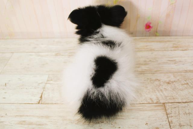 北海道のパピヨン (Coo&RIKU帯広店/2025年6月9日生まれ/女の子/トライカラー)の子犬の4枚目の画像